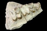 Oreodont (Merycoidodon) Maxilla Section - South Dakota #157419-1